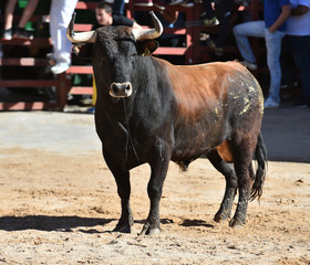 dangerous bull in spanish bullring with big horns