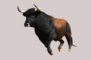 spanish bull with big horns