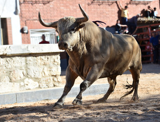 spanish furious bull with big horns