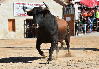 powerfull bull in spain