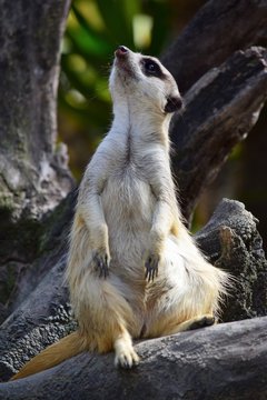 Suricata