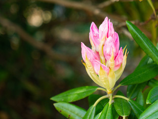 Obraz premium Bud of rhododendron are start to bloom in Saga prefecture, JAPAN.