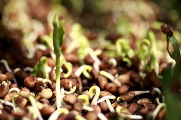 Morning glory in vegetable nursery, close up, macro, organic farm
