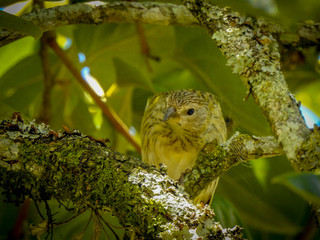 Pássaro na sua casa