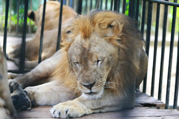 Lion in cages at the zoo , close up face