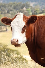 Hereford Cattle Close Up Image
