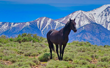 Obraz na płótnie Canvas Wild Mustang horse in the Sierras
