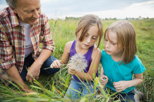 Grandfather and granddaughters looking at seeds of a Tragopogon plant