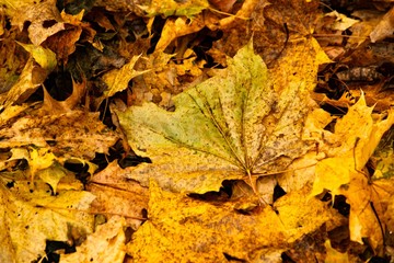 vibrant leaves that have fallen during autumn