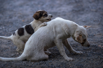 A close-up view of a puppy that is walking or playing with a mother, with blurred motion and being a lonely human.