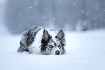 sweet dog in the snow in winter. Portrait of a Border Collie in nature park