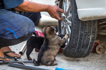 A close-up view of a puppy that is walking or playing with a mother, with blurred motion and being a lonely human.