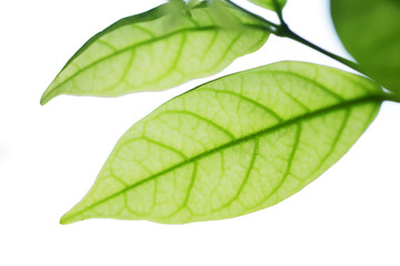 Obraz premium close up of fresh moke leaf isolated on white background