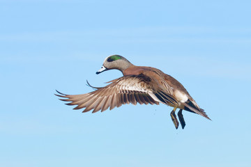 American Wigeon drake in flight against the natural blue sky -  shows topside of wing plumage