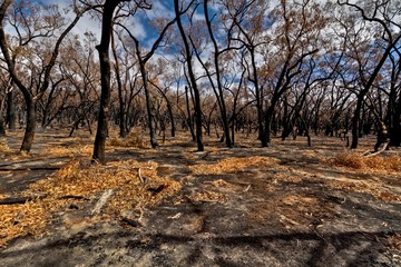 Bush Fire Destruction Grampians National Park