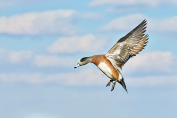 American Wigeon drake in flight with wings fully extended, against the natural blue sky and clouds...