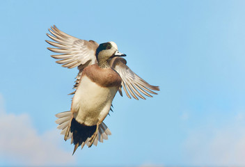 American Wigeon drake in flight against a natural blue sky
