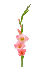 Gladiolus isolated on white background. Gladiolus is the flower of August, fortieth wedding anniversary flowers. Gladioli is a great cutting flowers for display.