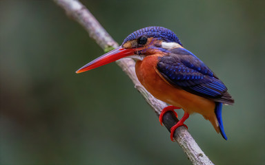 Blue-eared Kingfisher (Alcedo meninting) is found in Asia, ranging across the Indian subcontinent and Southeast Asia. It is found mainly in dense shaded forests where it hunts in small streams.