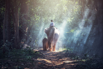 Into the Forest; Student Asian Boy with Elephant, countryside in Thailand