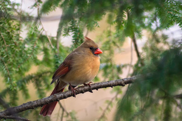 Female Red Cardinal sitting on a tree branch