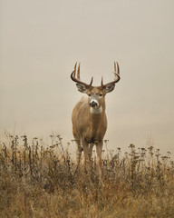 Large Whitetail Buck Deer in a meadow with a foggy ethereal background