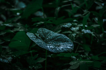 water, green, nature, frog, pond, animal, leaf, wildlife, amphibian, plant, reptile, lily, lake, flower, grass, leaves, alligator, toad, wild, river, swamp