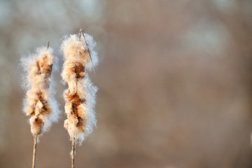 Typha species - a.k.a. - Cattail seed heads as they disintegrate in the spring, to disperse their seeds and make way for new upshoots