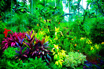 Fototapety  Narodowy Ogród Orchidei – Singapur
