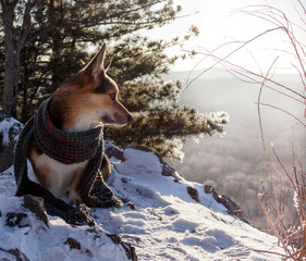 A welsh corgi pembroke dog, wrapped in a scarf, sits on top of a mountain under a cedar winter frosty morning.