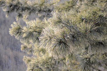 Fluffy cedar branches covered with hoarfrost on a frosty winter morning.