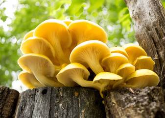 Group of sunlit mushrooms - lemon oyster mushroom growing on an old tree stump in the forest.