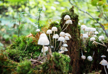 A group of white mushrooms on a moss-covered stump on a Sunny summer day in the forest.