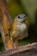 beautiful Horsfield's Babbler in nature