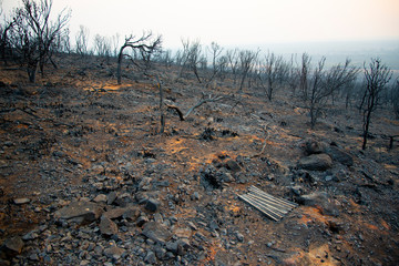 Fototapeta premium Bush Fire Devastation in Australia