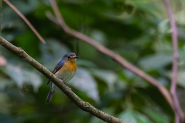 Fototapeta premium beautiful pale brown with yellow feathers on its chest bird perching on curve stick in nature, manificent female Indochinese Blue flycatcher