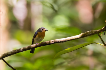 beautiful pale brown with yellow feathers on its chest bird perching on curve stick in nature, manificent female Indochinese Blue flycatcher