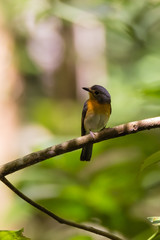 beautiful pale brown with yellow feathers on its chest bird perching on curve stick in nature, manificent female Indochinese Blue flycatcher