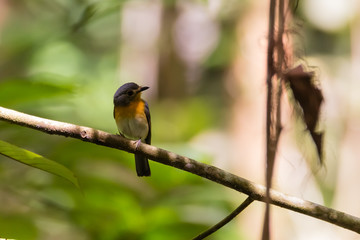 beautiful pale brown with yellow feathers on its chest bird perching on curve stick in nature, manificent female Indochinese Blue flycatcher