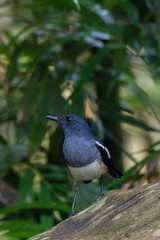 oriental magpie-robin. oriental magpie-robin is a small passerine bird occurring across most of the Indian subcontinent and parts of Southeast Asia