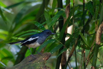 oriental magpie-robin. oriental magpie-robin is a small passerine bird occurring across most of the Indian subcontinent and parts of Southeast Asia