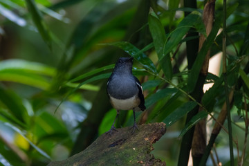 oriental magpie-robin. oriental magpie-robin is a small passerine bird occurring across most of the Indian subcontinent and parts of Southeast Asia