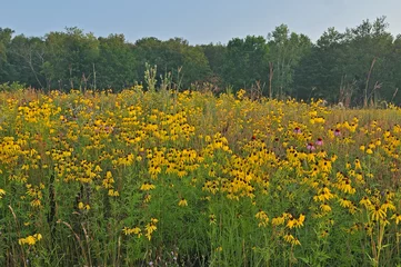 Foto op Plexiglas Landscape of a summer wildflower prairie with yellow and purple coneflowers, Michigan, USA © Dean Pennala