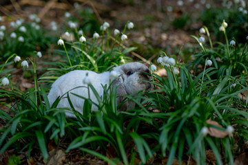 Králík v bledulích