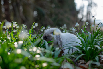 Obraz premium Bunny snowflake