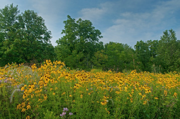 Landscape of a summer wildflower prairie with yellow and purple coneflowers, Michigan, USA