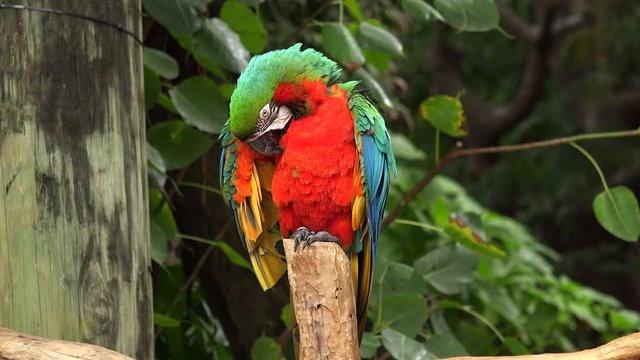 Macaw parrot bird. 