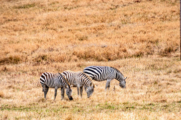 Fototapeta na wymiar Zebras roaming freely on the range on a golden grass background.