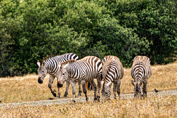 Fototapeta na wymiar Zebras roaming freely on the range on a golden grass background.