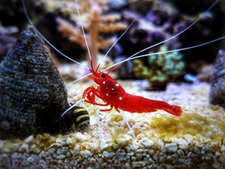 Red Blood saltwater cleaner shrimp - Lysmata Debelius